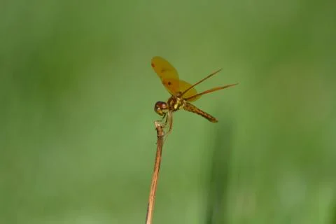 Dragonfly Stock-Fotos