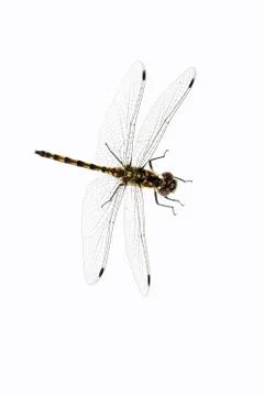 Dragonfly Stock Photos