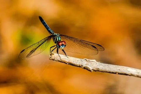 Dragonfly 库存照片