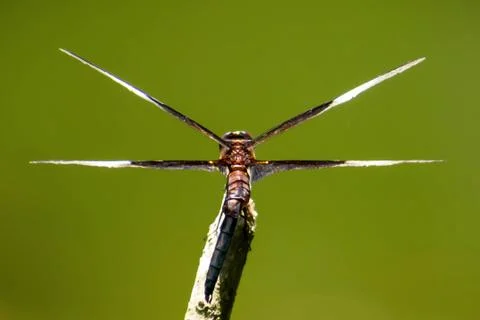 Dragonfly Stock Photos