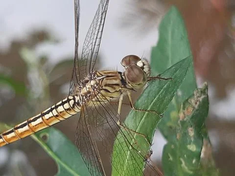 Dragonfly Stock Photos