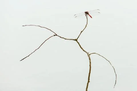 Dragonfly 库存照片