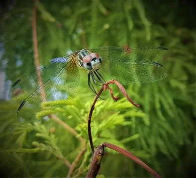 Dragonfly Stock-Fotos