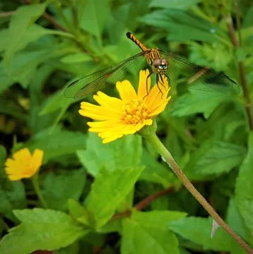 Dragonfly Stock Photos