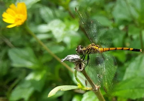 Dragonfly Stock Photos