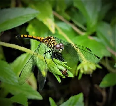 Dragonfly Stock Photos