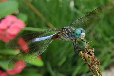 Dragonfly Stock-Fotos