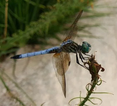 Dragonfly Stock Photos