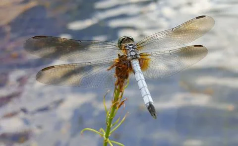 Dragonfly Stock Photos