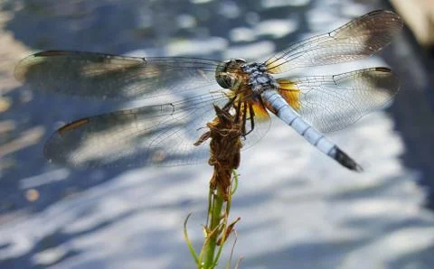 Dragonfly Stock Photos