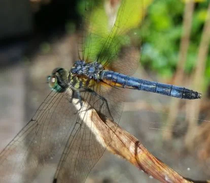 Dragonfly Stock Photos