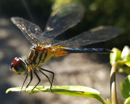 Dragonfly Stock-Fotos