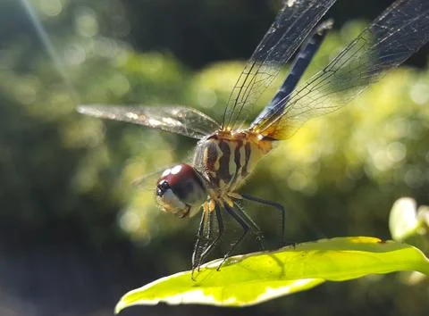 Dragonfly Stock Photos