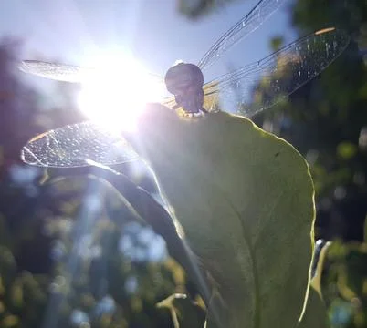 Dragonfly Stock-Fotos