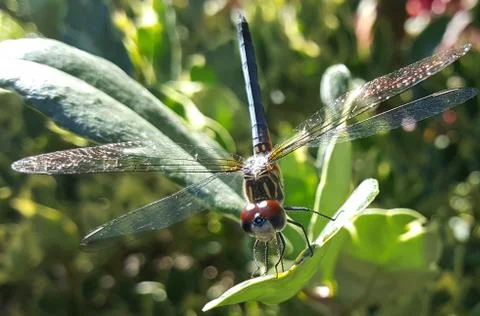 Dragonfly Stock-Fotos