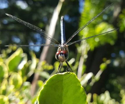 Dragonfly Stock-Fotos