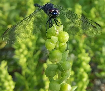 Dragonfly Stock-Fotos