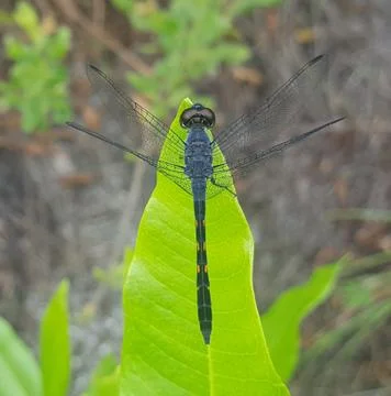 Dragonfly Stock Photos