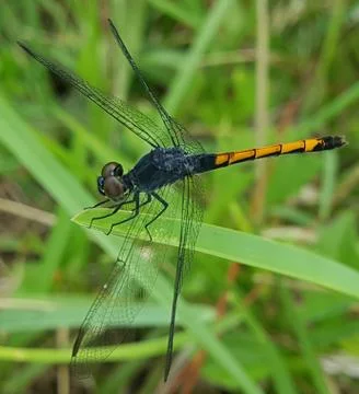 Dragonfly Stock Photos