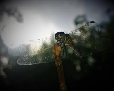 Dragonfly Stock-Fotos