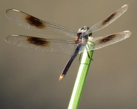 Dragonfly Stock-Fotos