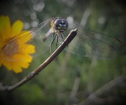 Dragonfly Stock-Fotos