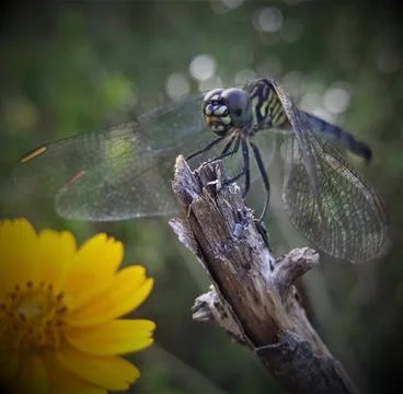 Dragonfly Stock Photos