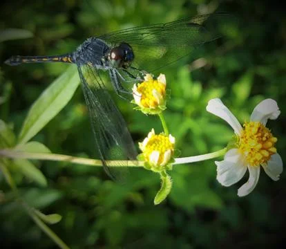 Dragonfly Stock Photos