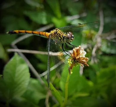 Dragonfly Stock Photos