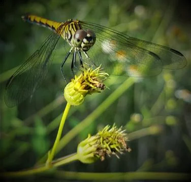 Dragonfly Stock Photos
