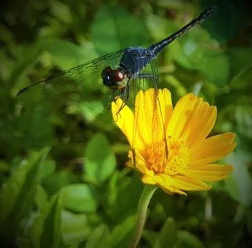 Dragonfly Stock Photos