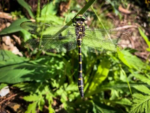 A dragonfly Stock Photos