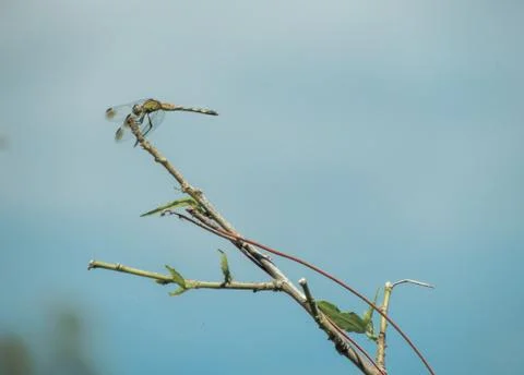 Dragonfly Foto stock