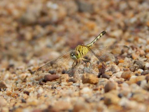 Dragonfly Stock Photos