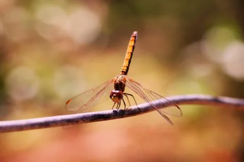 Dragonfly Stock Photos