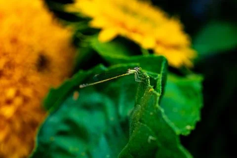 Dragonfly Foto stock