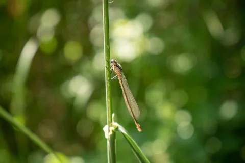 Dragonfly 스톡 사진