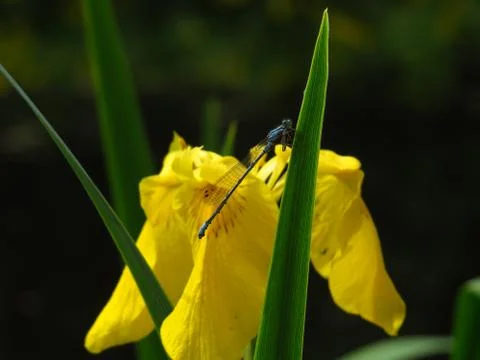 Dragonfly Stock Photos