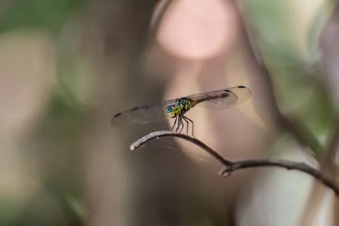 Dragonfly Stock Photos