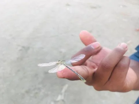 Dragonfly Foto stock