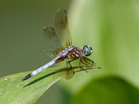 Dragonfly 库存照片