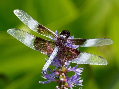 Dragonfly Fotos Stock
