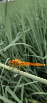 Dragonfly Stock Photos