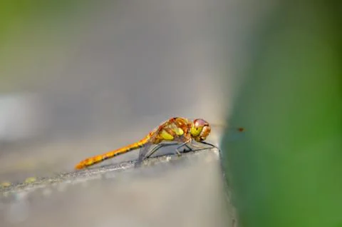 Dragonfly Stock Photos