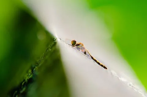 Dragonfly Stock Photos