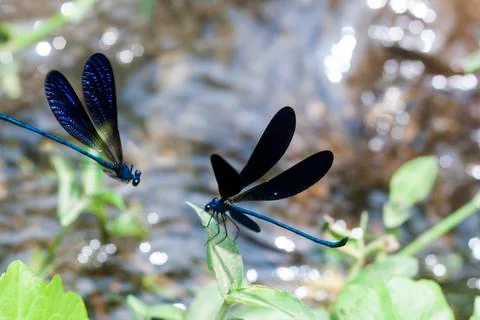 DRAGONFLY Stock Photos