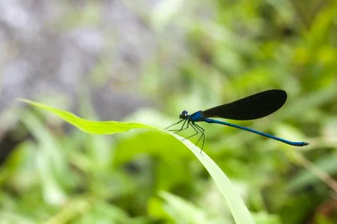 DRAGONFLY Stock Photos