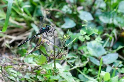 DRAGONFLY Stock Photos