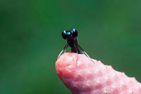 DRAGONFLY Stock Photos