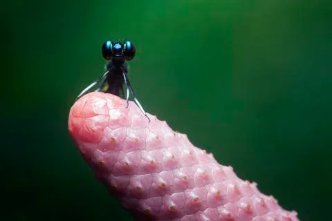 DRAGONFLY Stock Photos